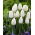 Tulipán "capa de hielo" - 50 bulbos