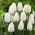 Tulipán "capa de hielo" - 50 bulbos