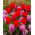 Röd tulpan och rosa hyacint set - 40 st - 