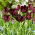 Tulp &quot;Frozen Night&quot; - 50 bollen - 