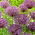 Ceapa ornamentala 'Metallic Shine' - 10 bulbi