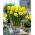 Jonquille double &quot;Double Sunrise&quot; - Paquet de 50 bulbes