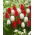 Tulipes blanches et rouges - grand paquet ! - 50 pièces - 