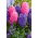 Set di giacinti blu e rosa - 24 pezzi - 