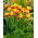 Tulipan &quot;Bonanza&quot; - 50 lukovica