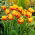 Tulipan &quot;Bonanza&quot; - 50 lukovica