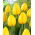 Tulipano &quot;Nuovo Sole&quot; - 5 bulbi - 