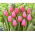 "Big Love" tulip - 50 bulbs
