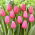 "Big Love" tulip - 50 bulbs