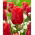"Red Jimmy" tulip - 5 bulbs