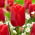 "Red Jimmy" tulip - 5 bulbs