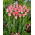 &quot;Dynastian&quot; tulppaani - 50 sipulia - 