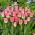 &quot;Dynastian&quot; tulppaani - 50 sipulia - 