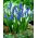 Traubenhyazinthe - Muscari - weiß-blaue Komposition - 60 Stück