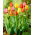 Dreifarbiger Tulpen-Satz - große Packung - 45 Stück