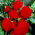 Begonia ×tuberhybrida  - Rojo - paquete de 2 piezas