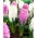 Hvide og lyserøde blomster hyacinter - 24 stk - 