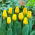 "Caractere" tulipan - 50 løk