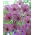 Ceapa ornamentala 'Purple Rain' - 30 de bulbi