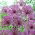 Ceapa ornamentala 'Purple Rain' - 30 de bulbi