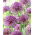 "Jackpot" ornamental onion - 10 bulbs