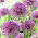 "Jackpot" ornamental onion - 10 bulbs