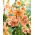 "Pink Giant" tiger lily