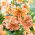 "Pink Giant" tiger lily