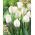 "White" tulip - 50 bulbs