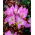 Colchicum Liliac Wonder - Luncă de toamnă Șofran Liliac Wonder - bulb / tuber / rădăcină - Colchicum