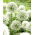 Allium Mount Everest - bulb / tuber / rădăcină