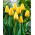 Tulp 'Golden Apeldoorn' - grootverpakking - 50 st - 