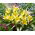 Tulipan Tarda - pakke med 5 stk - Tulipa Tarda