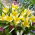 Tulipan Tarda - pakke med 5 stk - Tulipa Tarda