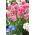 Tulipa Fancy Frills - Tulip Fancy Frills - 5 soğan