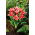 Tulipa Fashion - Tulip Fashion - 5 bulbs