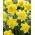 수선화 Dick Wilden - 수선화 Dick Wilden - 5 개의 알뿌리 - Narcissus