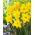Narcissus Dutch Master - Daffodil Dutch Master - 5 bulbs