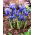 Iris reticulata - paquete de 10 piezas