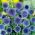 Globe Thistle - Echinops ritro - Striking Steel Blue Perennial Spheres - Fresh Seeds