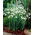 Galanthus nivalis - snežienka - 5 kvetinové cibule