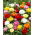 Ranunculus, Piciorul cocosului Mix - 10 bulbi