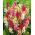 Ixia Mix - pakke med 25 stk