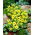 Eranthis cilicica - cikicica zimní - 5 květinové cibule