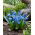 Scilla siberica - pacchetto di 10 pezzi
