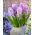 Hyacint - Splendid Cornelia - pakket van 3 stuks - Hyacinthus