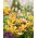 Lilje Martagon Gul - Lilium Martagon Yellow
