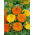 Rose d'Inde - Mélange - Tagetes erecta - Idéal pour bordures et grands massifs - Graines fraîches