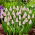 Pärlhyacintssläktet - Pink Sunrise - Muscari