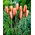 Botanische Tulpe - 'Cynthia' - XXXL Paket! - 250 Stk